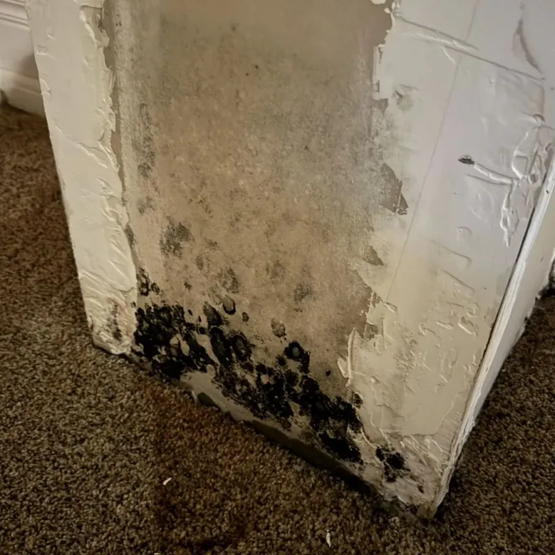 Professional Mold Removal in Lakeview, MI